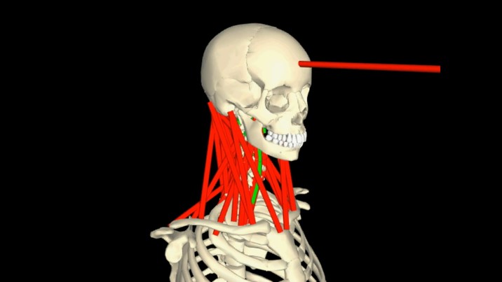 Biomechanics of the human motion